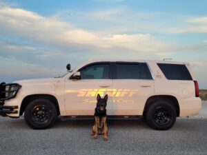 A german shepherd sits in front of a santa rosa county sheriff's suv during sunset.