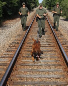 Three uniformed officers with a bloodhound on a leash training on railroad tracks in a wooded area.
