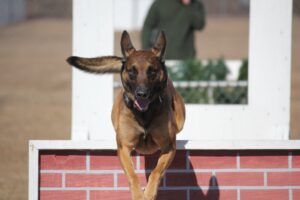 A belgian malinois dog leaping over a small red and white hurdle during agility training, with a blurred person in the background.