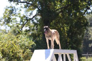 A belgian malinois standing on top of an agility a-frame in a sunny park with trees in the background.