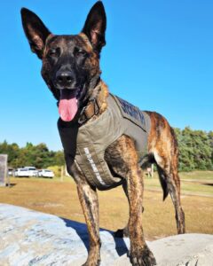 A police dog wearing a k9 unit vest, standing on a rock with tongue out under a clear blue sky.