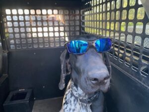 A dog wearing sunglasses sits in the back of a vehicle with a metal grate behind it.