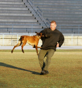 A man in a black outfit training a belgian malinois on a grassy field with bleachers in the background.