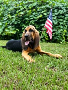 Bloodhound lying on grass with an american flag in the background.