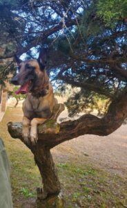 A german shepherd perched on a bent tree branch in a sunny park, tongue out, looking alert.
