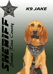 A portrait of k9 jake, a bloodhound wearing a harness, with the santa rosa county sheriff badge and text in the background.