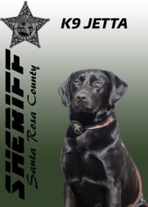 Black sheriff k9 dog named jetta with a badge, against a grey background with "santa rosa county sheriff" text and logo.