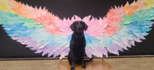 A black labrador sitting in front of a colorful wall decorated with large paper wings.