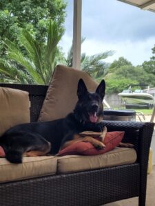 A black german shepherd lying on a patio chair with red cushions, yawns with a background of lush greenery and a bright sky.