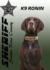 A brown dog wearing a collar labeled "ronin" with a santa rosa county sheriff's office emblem in the background.