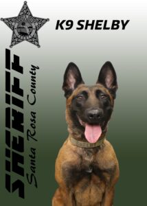 A german shepherd dog with a collar named k9 shelby, representing the santa rosa county sheriff's department, tongue out, with a logos background.