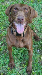A happy brown dog with a shiny coat sitting on grass, looking upwards, tongue out, wearing a black collar.