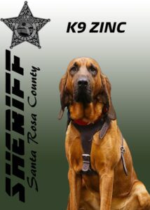 A k9 police dog from santa rosa county named zinc, sits attentively, wearing a collar, depicted with the sheriff's badge logo in the background.