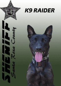 A black police dog named k9 raider from santa rosa county sheriff's office, panting with its tongue out, against a gray background.